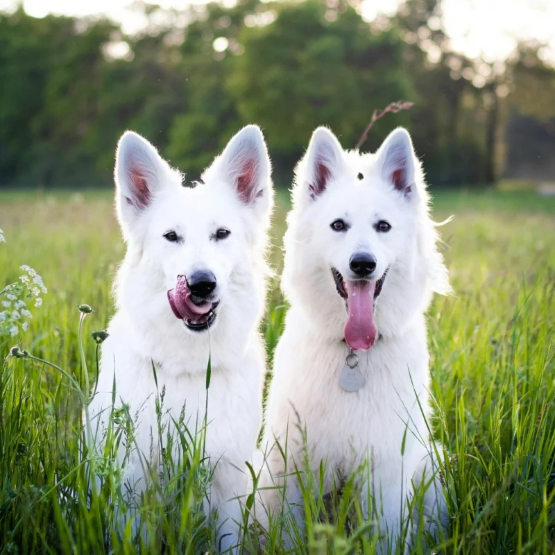 Best boys